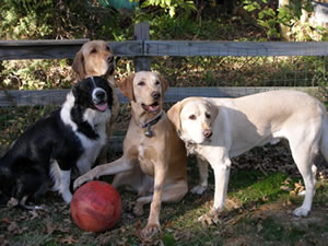 The Crew